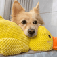 Dog Calming Duck – The Cuddle Buddy That Eases Anxiety